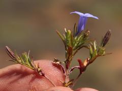 Wahlenbergia oxyphylla