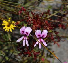 Pelargonium scabroide