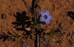 Wahlenbergia oxyphylla