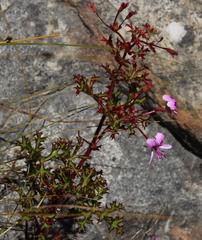 Pelargonium scabroide