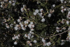 Eriocephalus purpureus