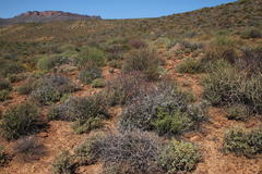 Eriocephalus purpureus