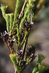 Leucadendron corymbosum