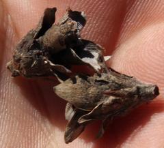 Leucadendron corymbosum