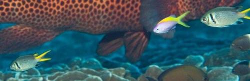 Chromis opercularis