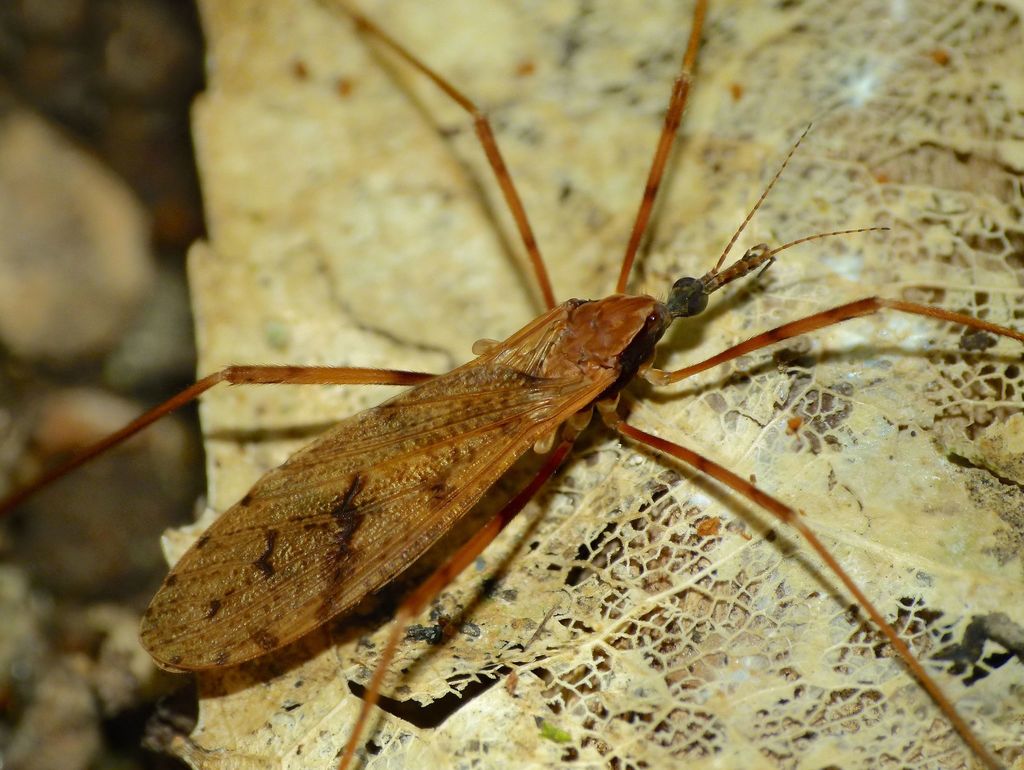 Rhamphophila