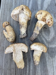 Tylopilus rhodoconius