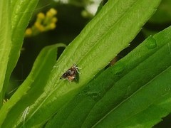 Prochoreutis inflatella