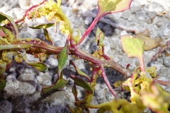 Oxybasis chenopodioides