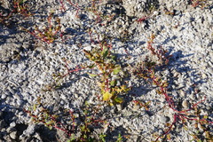 Oxybasis chenopodioides