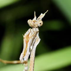 Empusa binotata