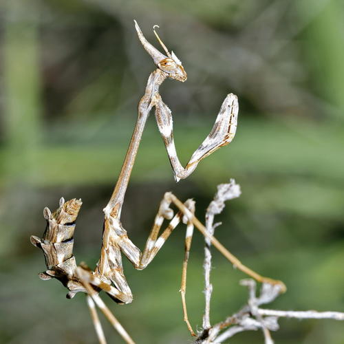 Spotty Conehead Mantis