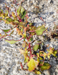 Oxybasis chenopodioides