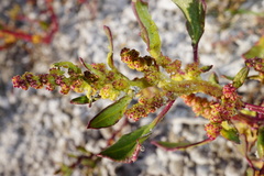 Oxybasis chenopodioides