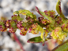 Oxybasis chenopodioides