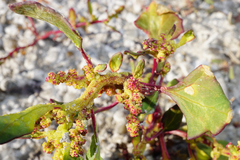 Oxybasis chenopodioides