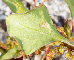 Oxybasis chenopodioides