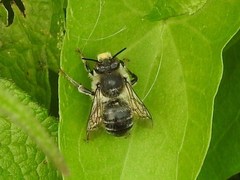 Anthophora terminalis