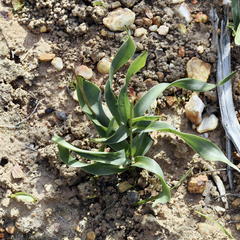 Chlorophytum graminifolium