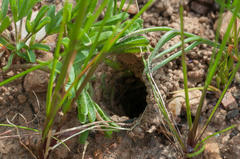 Harpactirella lightfooti
