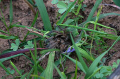 Harpactirella lightfooti
