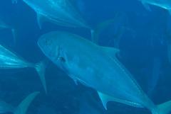 Carangidae