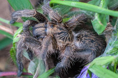 Harpactirella lightfooti