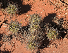 Tephrocactus alexanderi