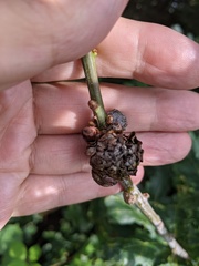 Andricus foecundatrix