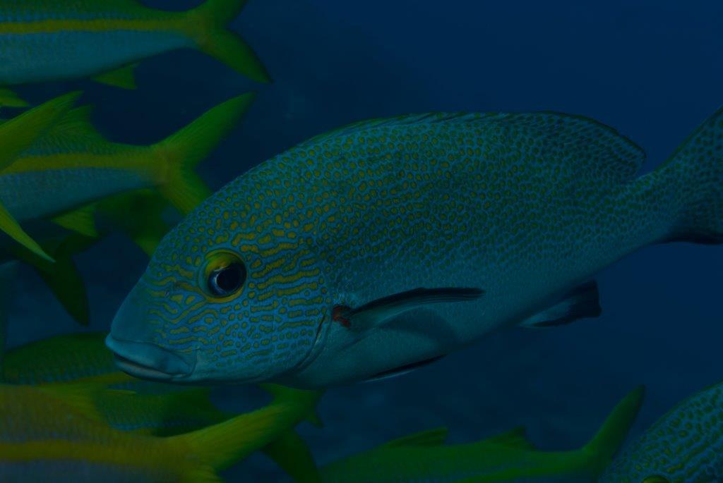 Lemonfish