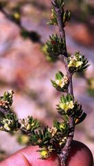 Cliffortia teretifolia