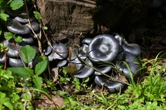 Omphalotus mexicanus