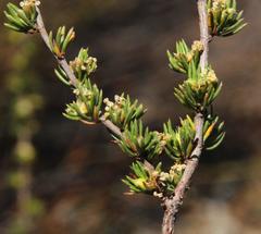 Cliffortia teretifolia