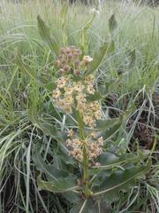 Xysmalobium undulatum undulatum