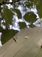 Caryomyia subulata