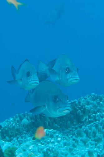 Plectorhinchus chubbi