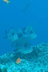 Plectorhinchus chubbi