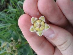 Xysmalobium undulatum undulatum