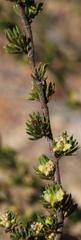 Cliffortia teretifolia