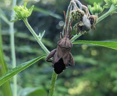 Piezogaster calcarator