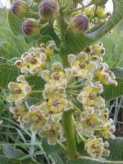 Xysmalobium undulatum undulatum