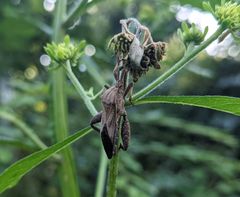 Piezogaster calcarator