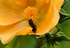 Caenaugochlora