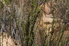 Cliffortia teretifolia