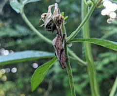 Piezogaster calcarator