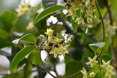 Blepharodon mucronatum