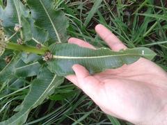 Xysmalobium undulatum undulatum