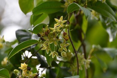 Blepharodon mucronatum