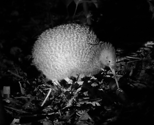 Little Spotted Kiwi