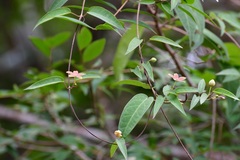 Ruehssia sumiderensis